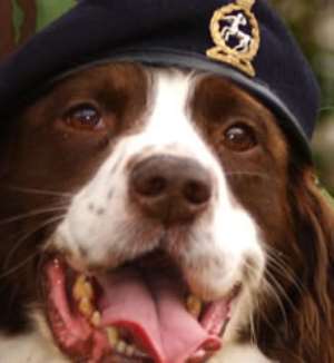 Sniffer dogs, answer to drug menace-Dr. Ennin
